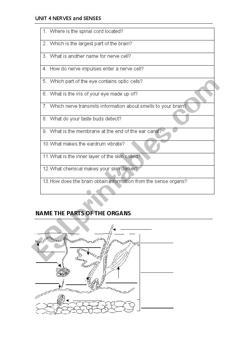 SCIENCE QUIZ Nervous System and the senses