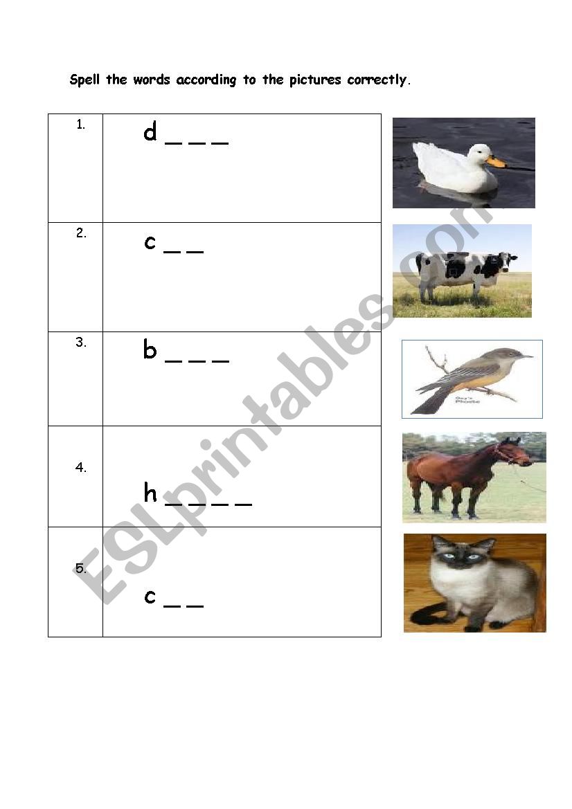 Animals worksheet