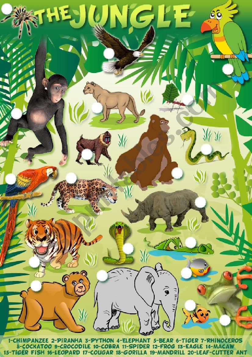 Trip to the jungle  worksheet