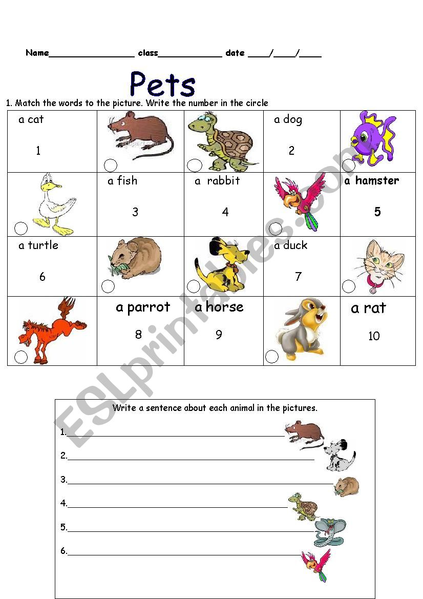pets worksheet