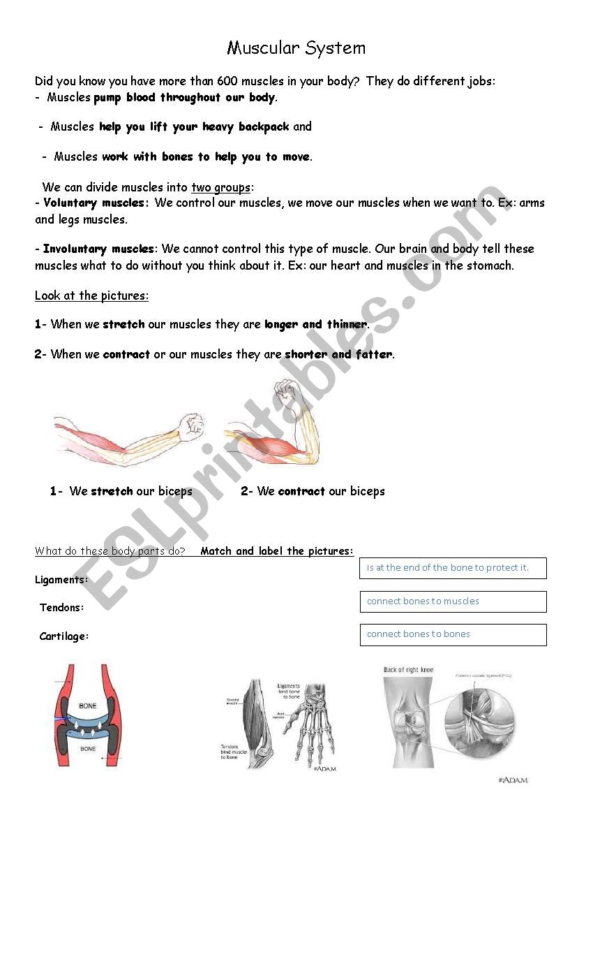 Physical Education worksheet