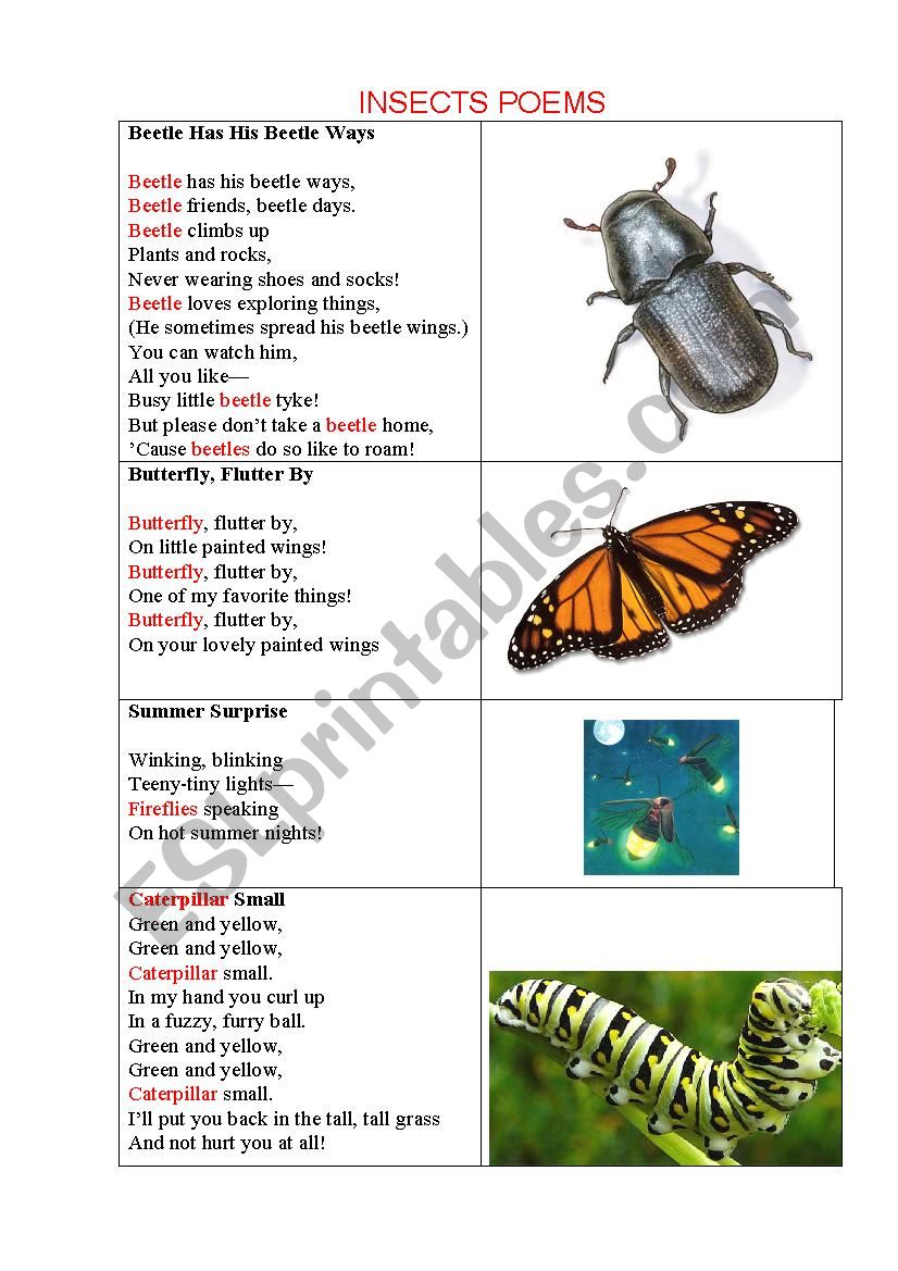 INSECTS POEMS for kids worksheet