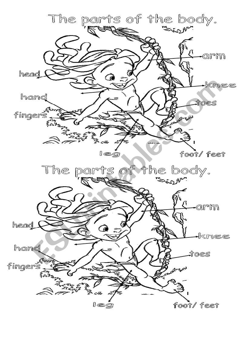 The parts of the body  worksheet