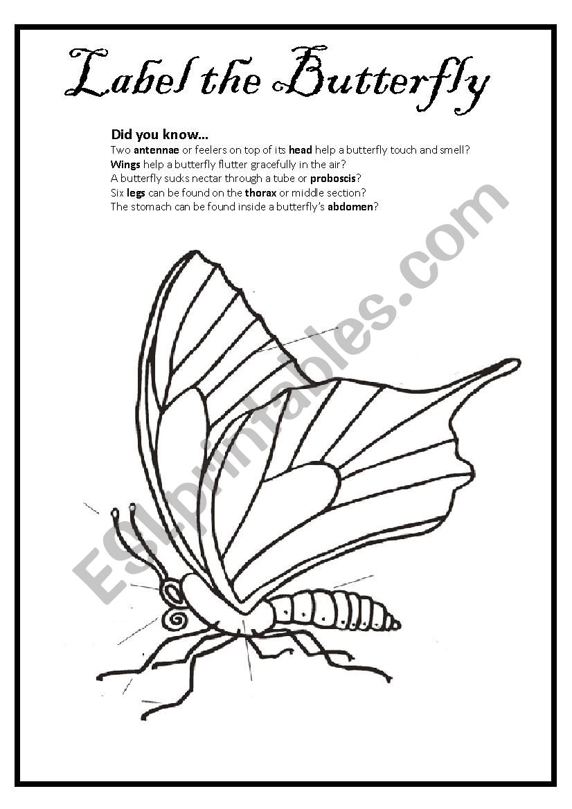 Label the Butterfly worksheet
