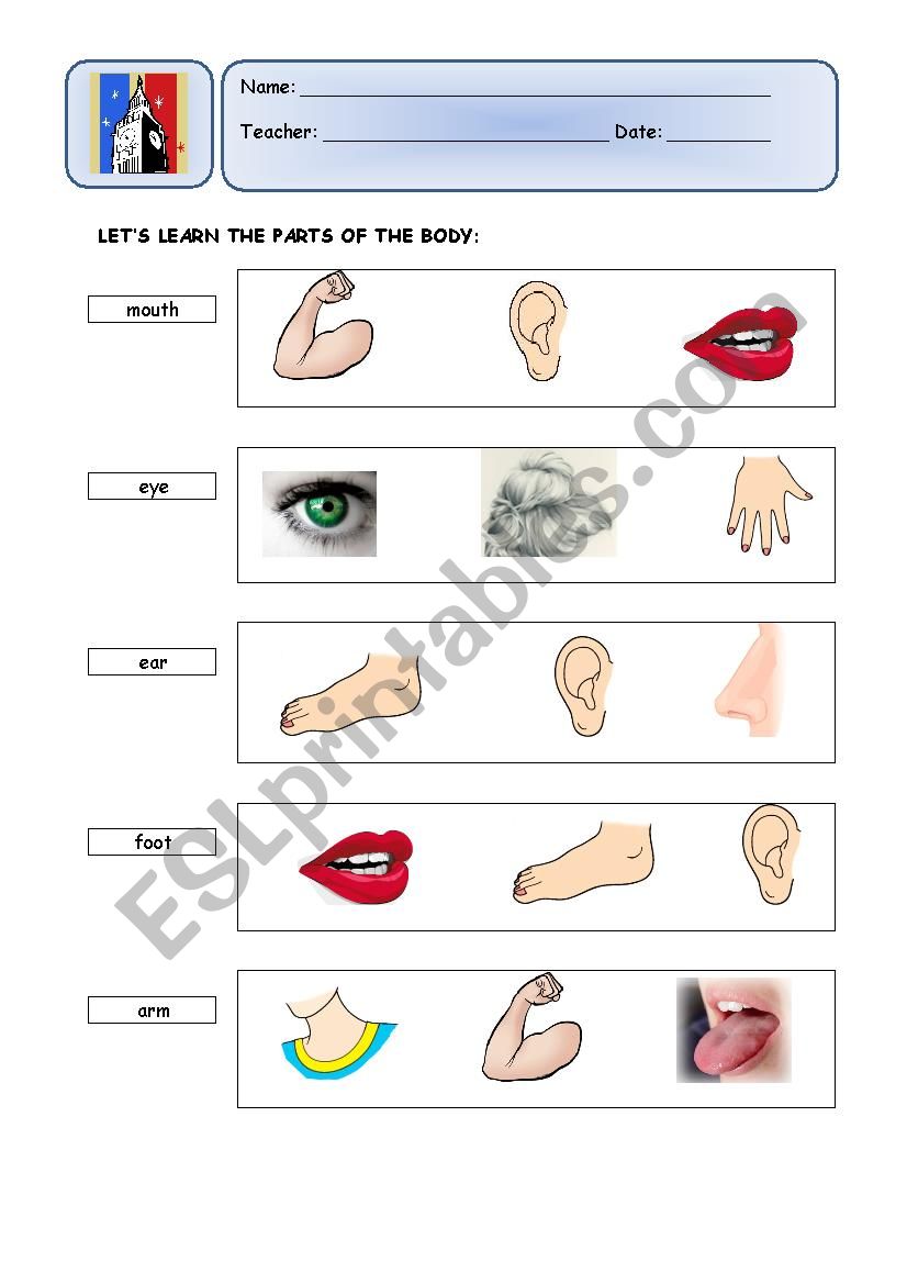 Parts of the Body worksheet