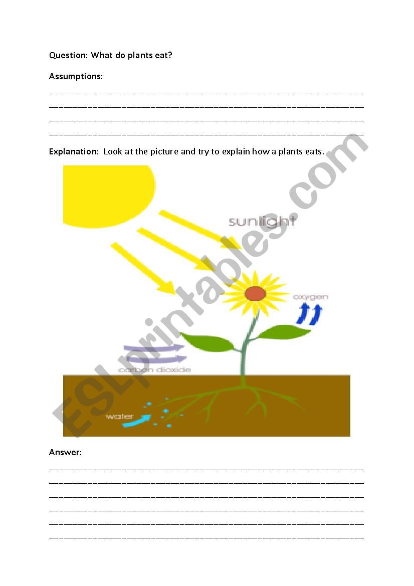 What do plants eat? Photosynthesis in plants