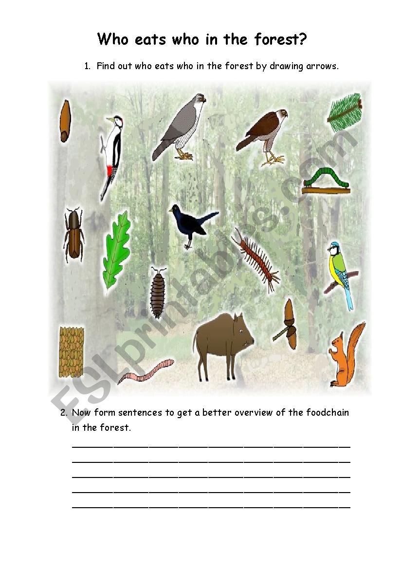 Find out who eats who (food chain) in the forest