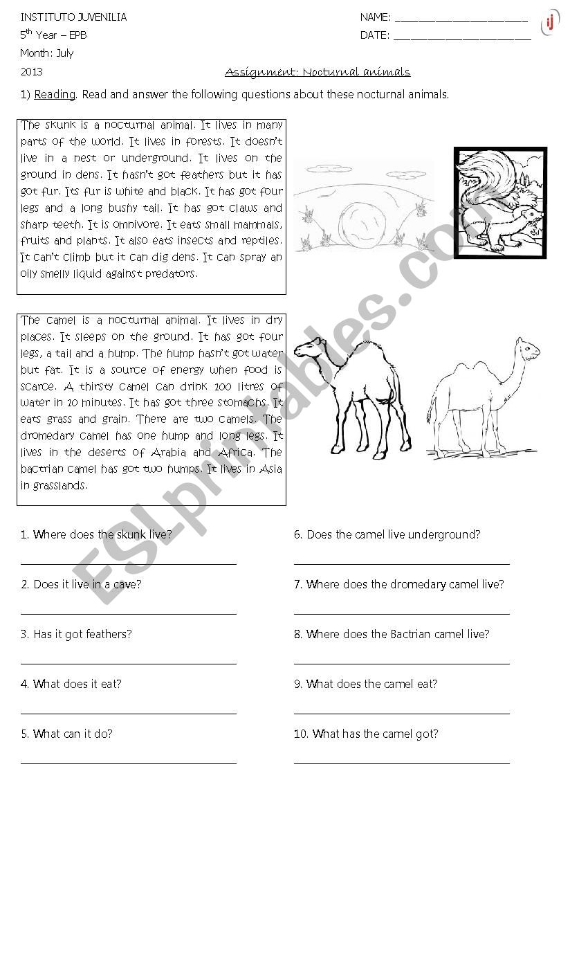 Nocturnal nimals worksheet