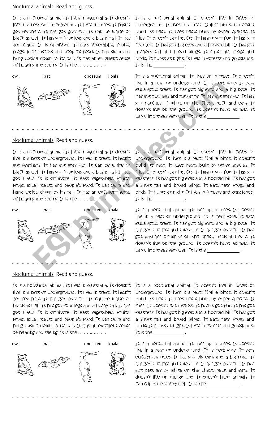 Nocturnal animals worksheet