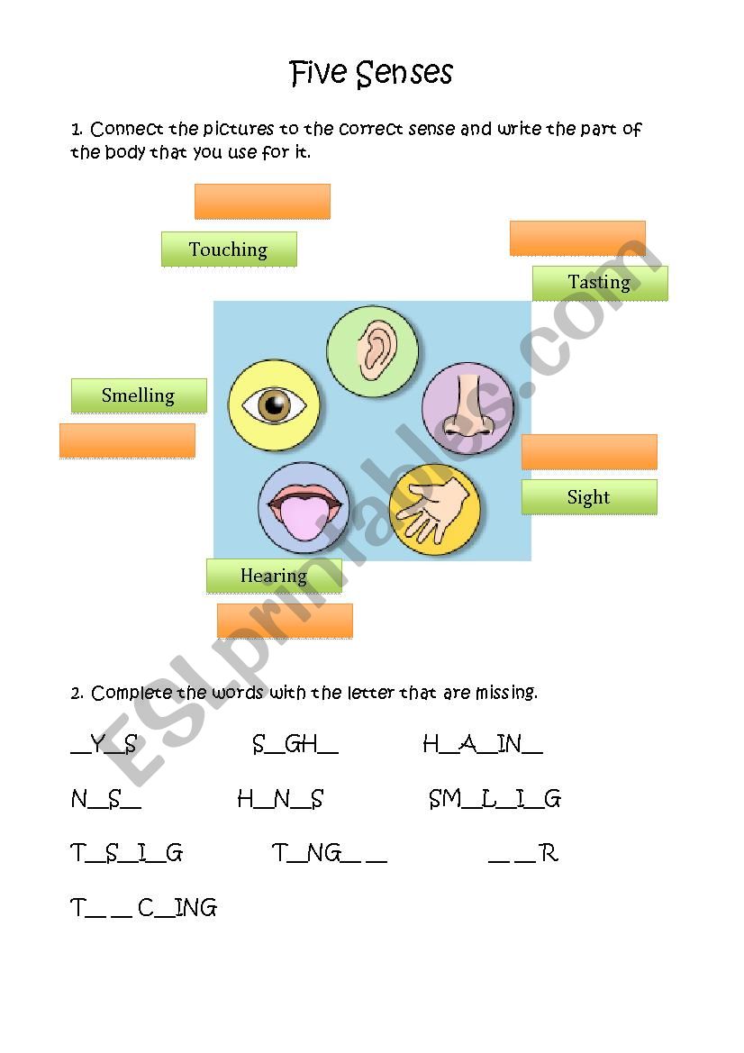 Five Senses worksheet