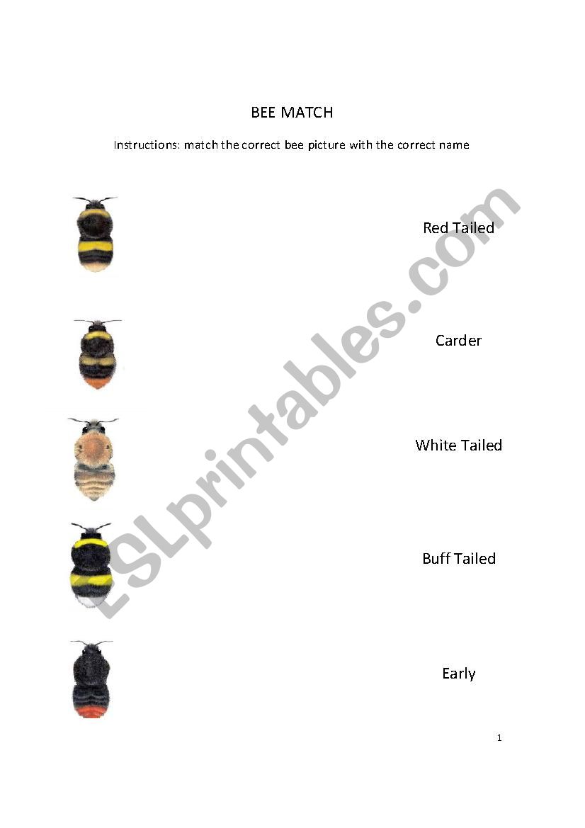 Bee Match  worksheet