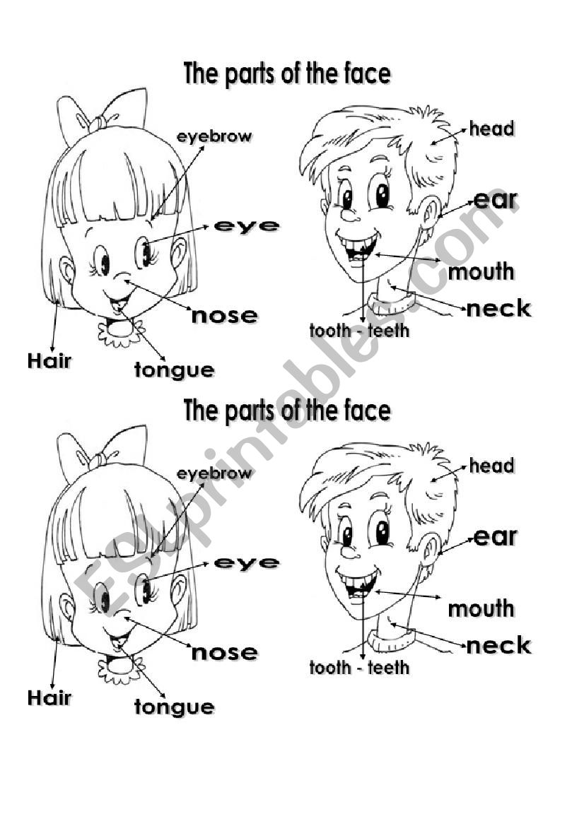 The parts of the face worksheet