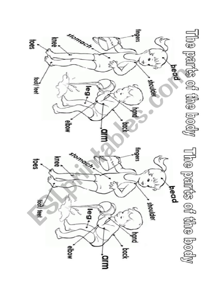 Parts of the body worksheet