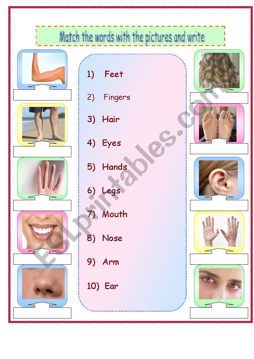 Parts of the body worksheet