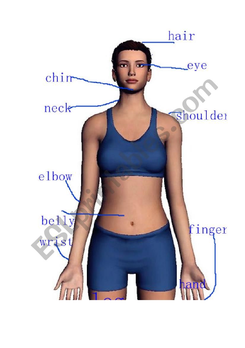 Body part worksheet