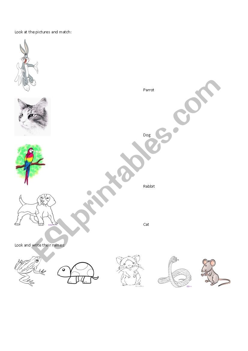 Animals Vocabulary worksheet