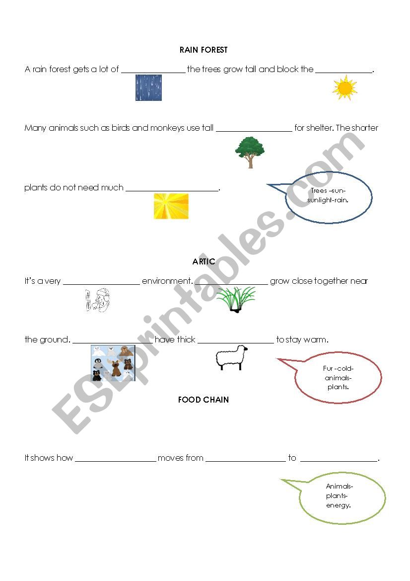 rain forest- Arctic - Food chain