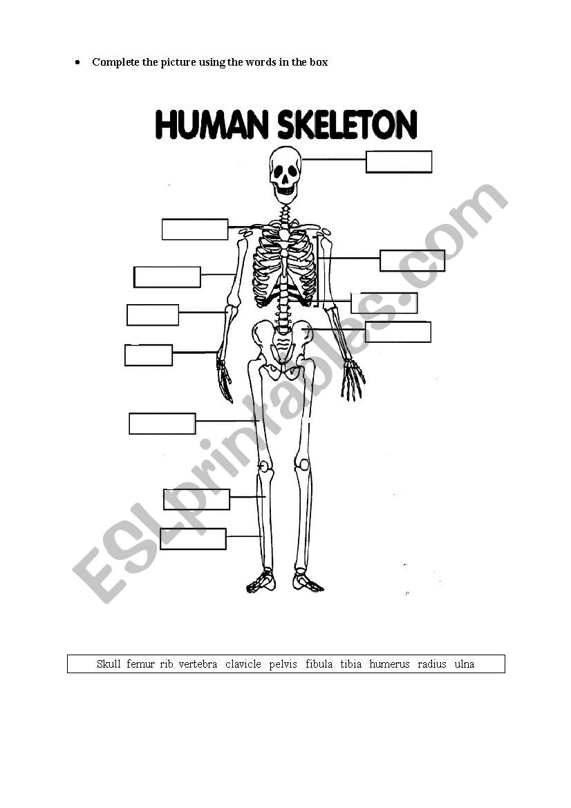 HUMAN SKELETON worksheet