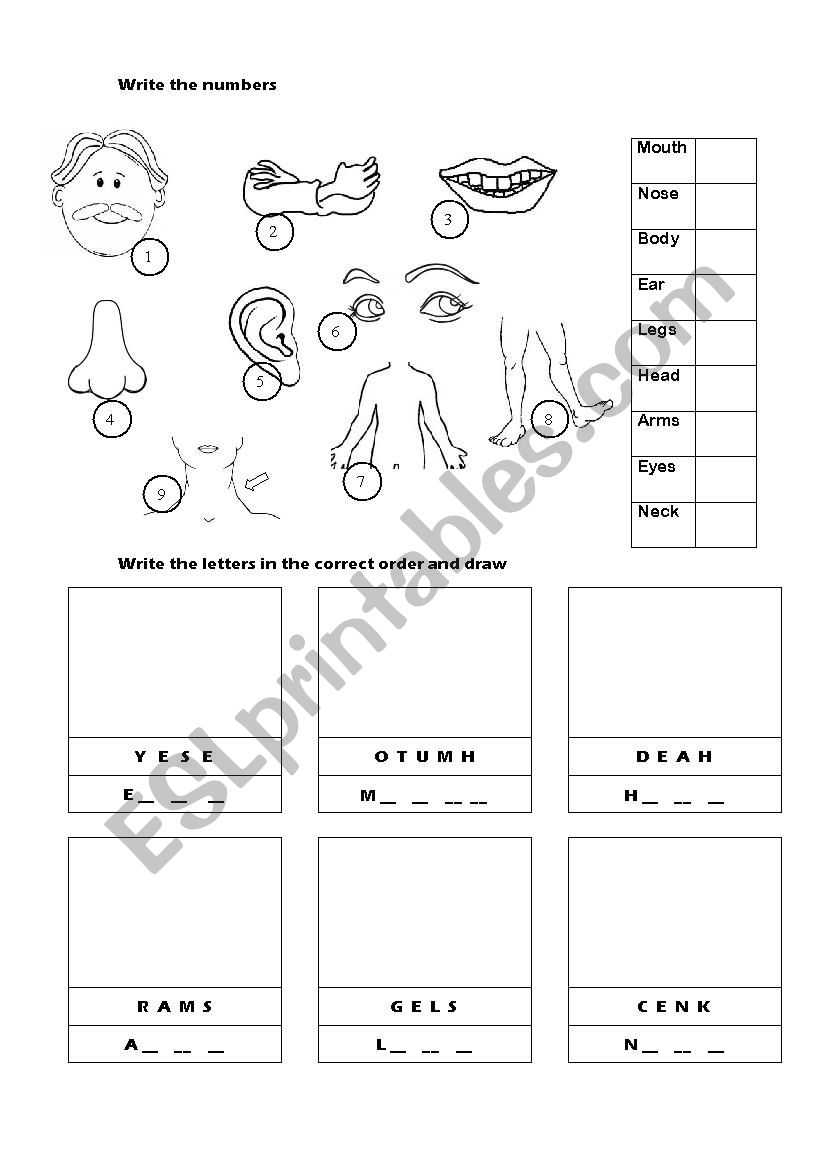 Parts of the body worksheet