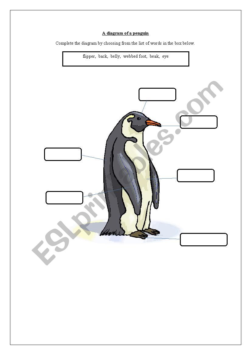 Diagram of a penguin worksheet