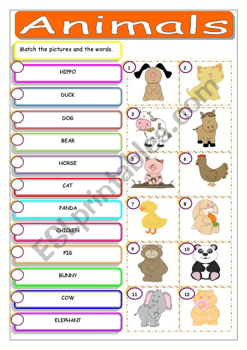 Animals worksheet