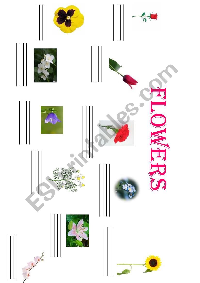 THE FLOWERS worksheet