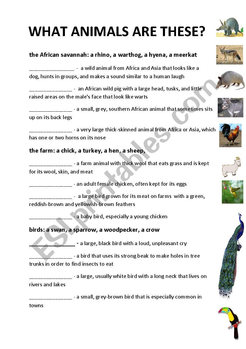 Guess the animals worksheet