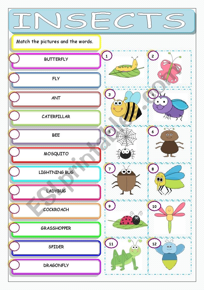 Insects worksheet