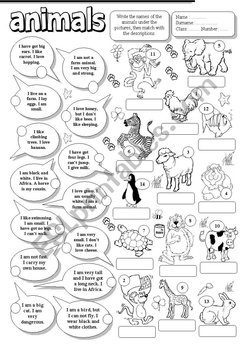 Animals worksheet