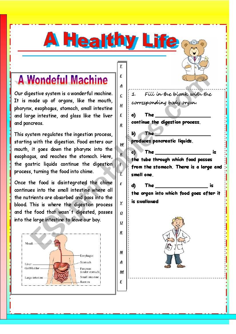 the digestive system- a wondeful machine