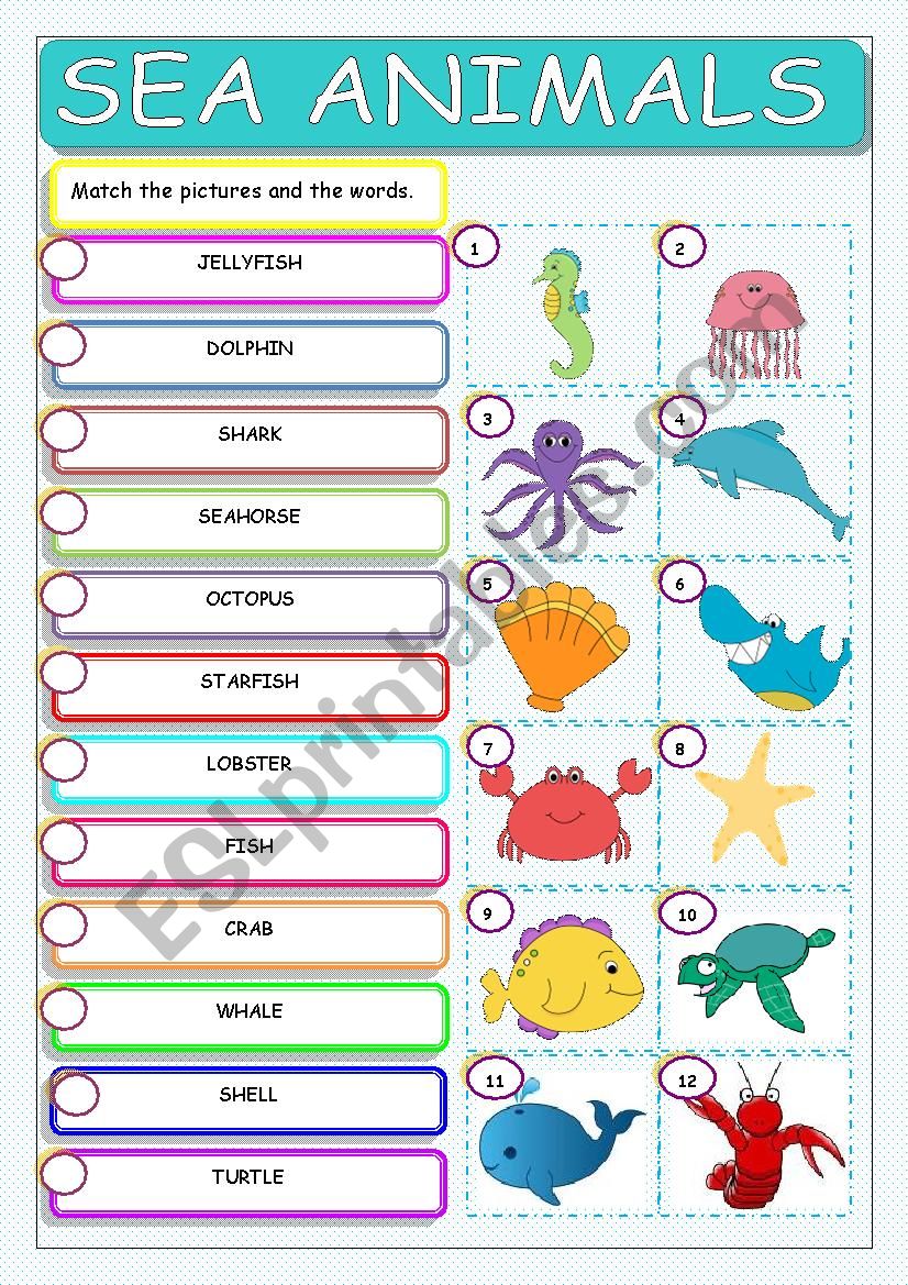 Sea Animals worksheet