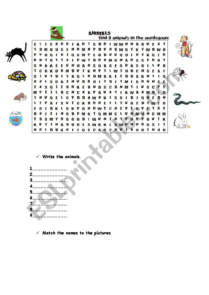 Animals  worksheet