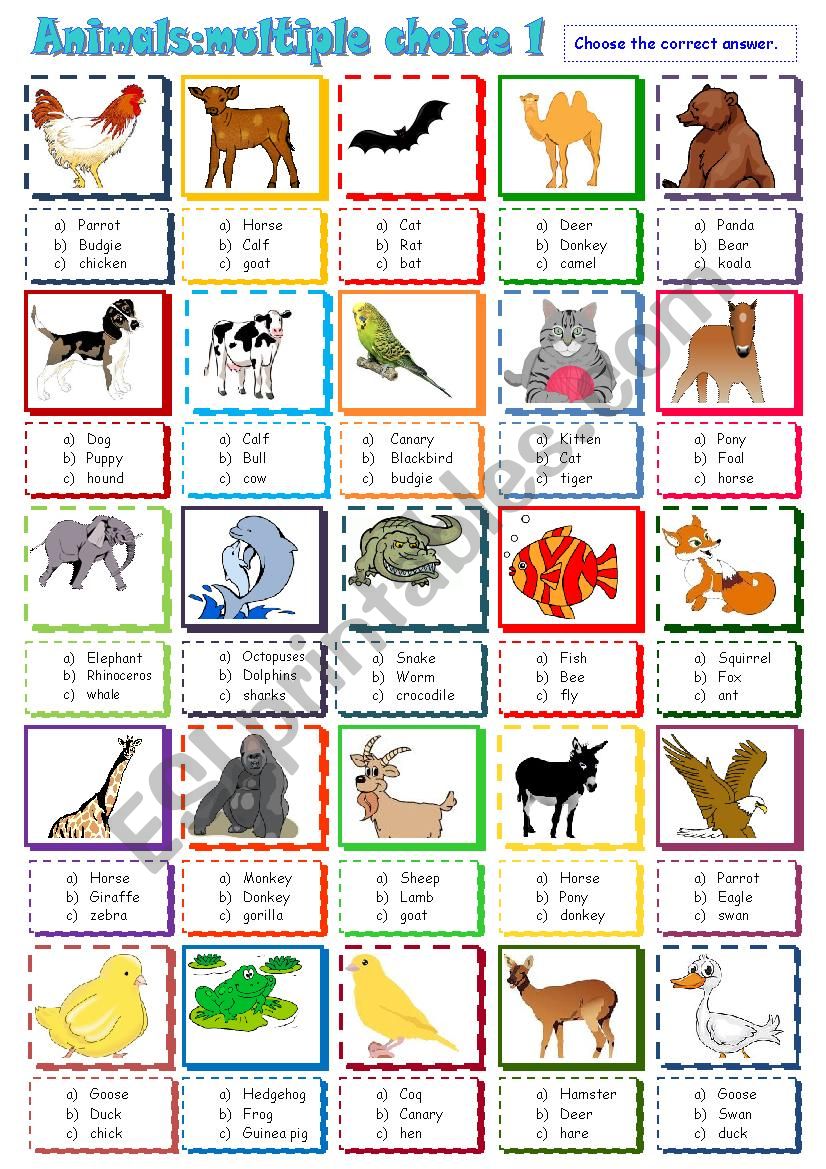 Animals, multiple choice activity 1