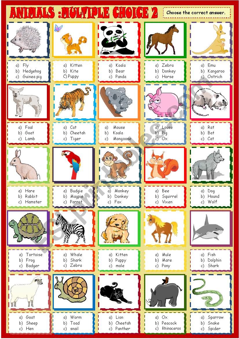 Animals, multiple choice activity 2