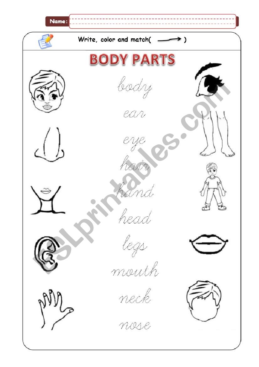 Body Parts  - Matching worksheet