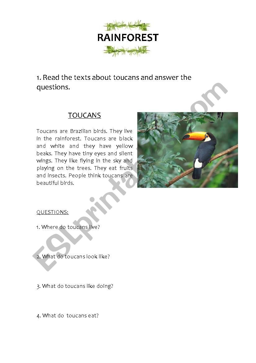 Rainforest worksheet