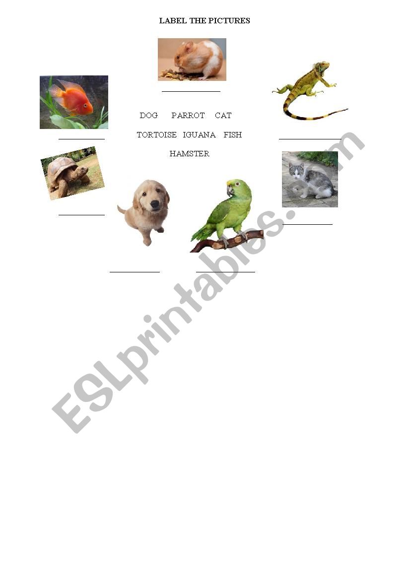 Pets worksheet