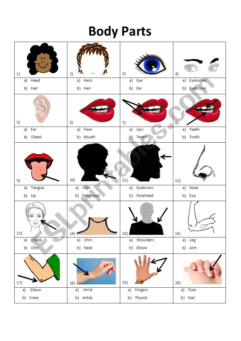 body parts images and vocabulary