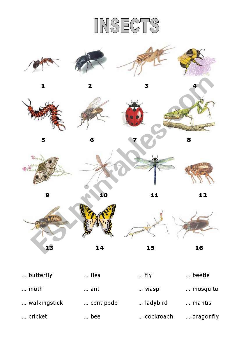 Insects worksheet