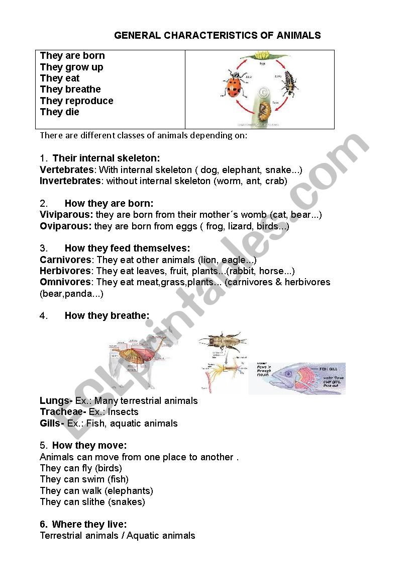 General characteristics of animals - ESL worksheet by anagrech