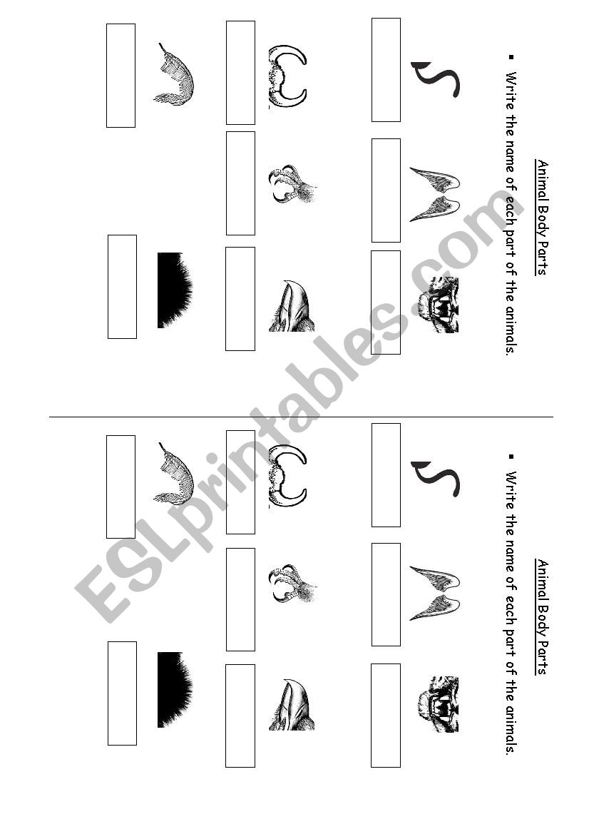 Animal body parts worksheet