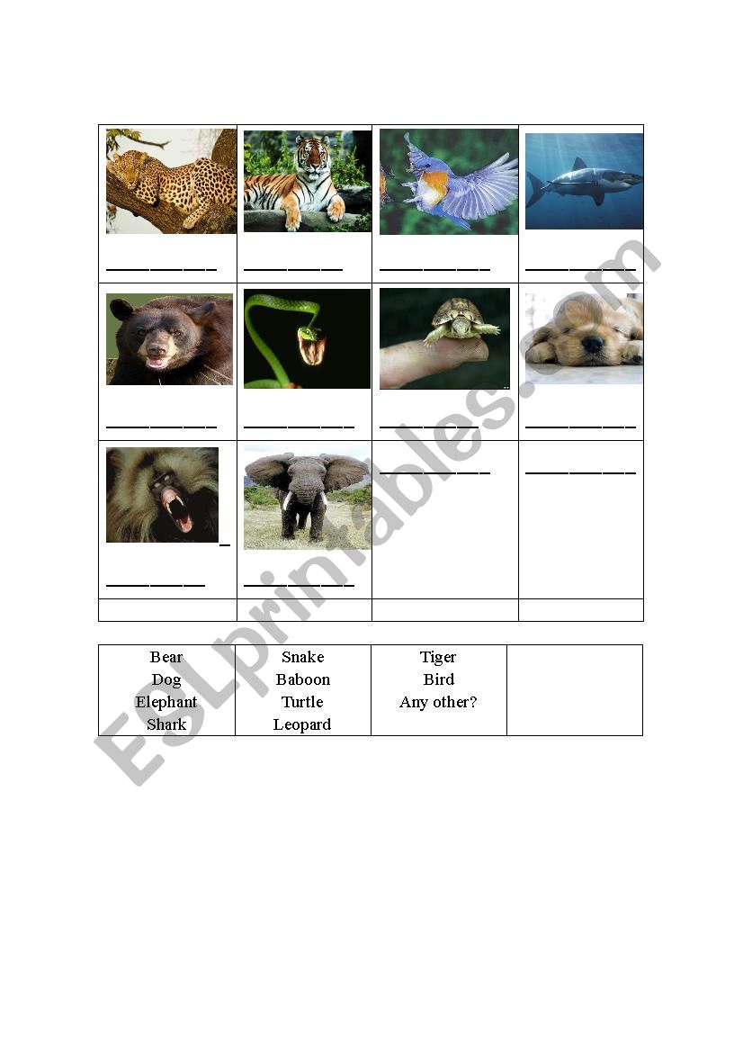 Animals worksheet