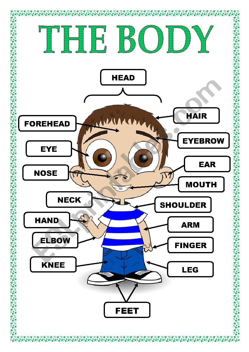 PARTS OF THE BODY worksheet