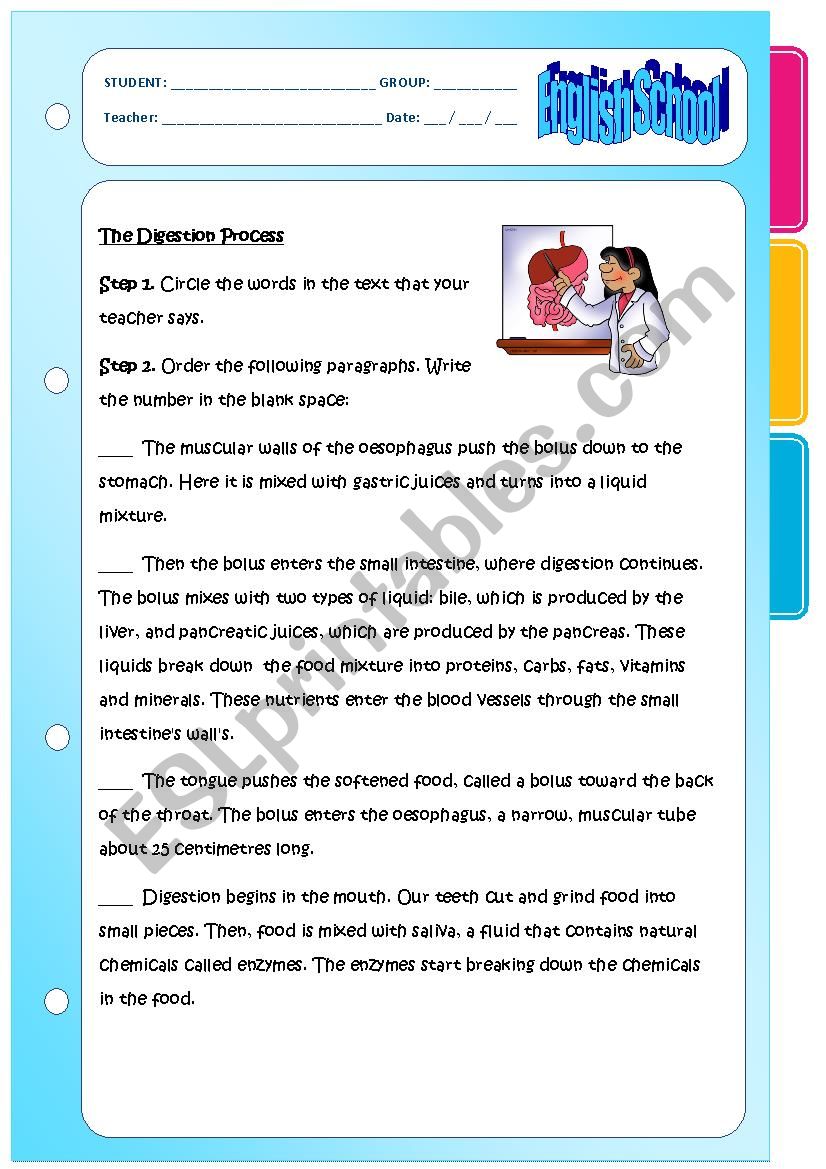 The digestion process worksheet