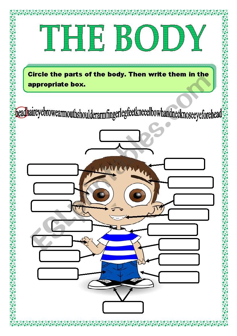 PARTS OF THE BODY_ACTIVITY 3 worksheet