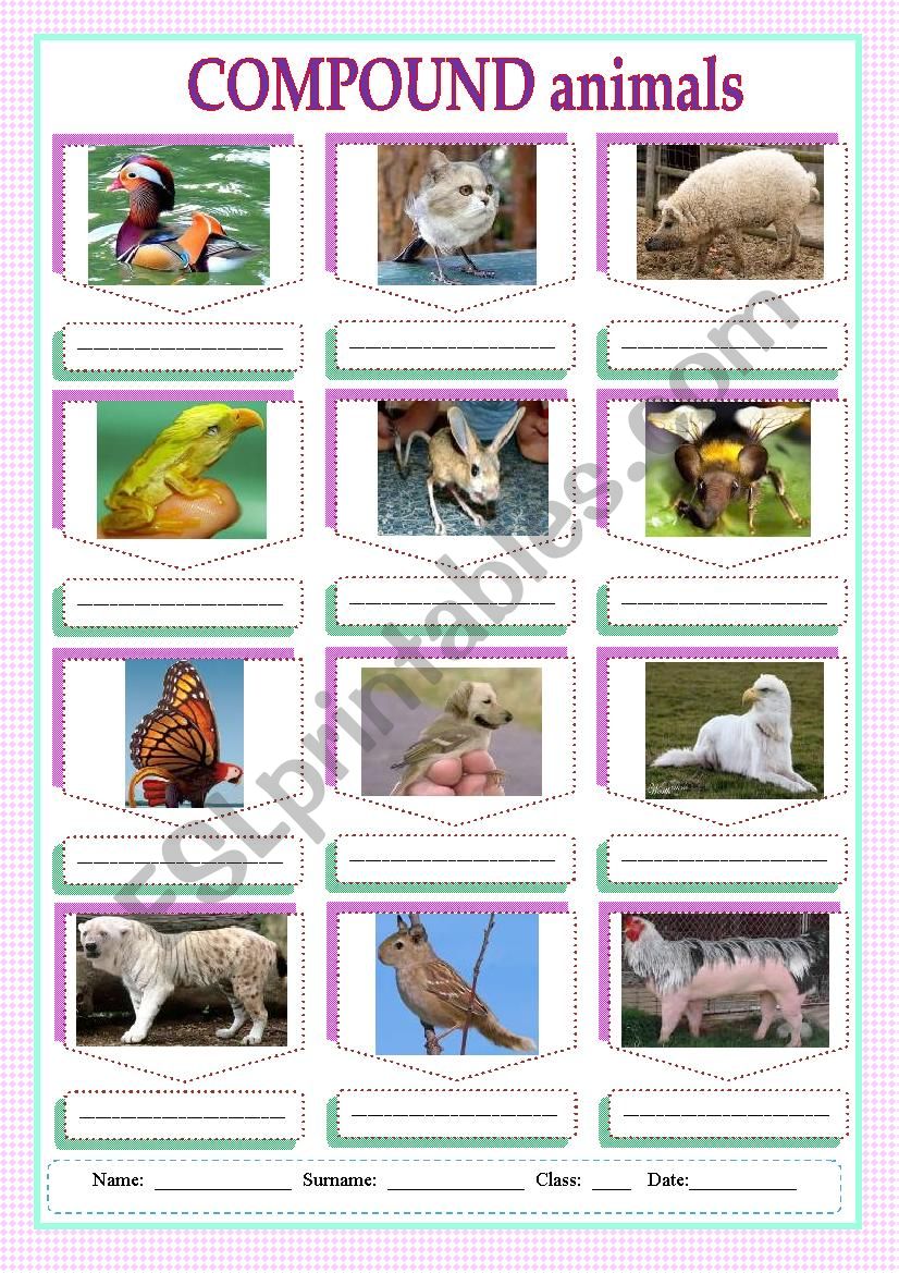 Compound animals- funny worksheet
