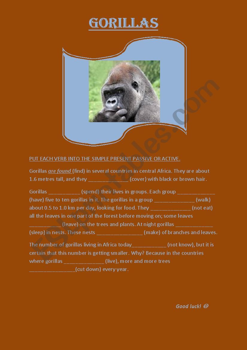 Gorillas, active and passive form (present simple)