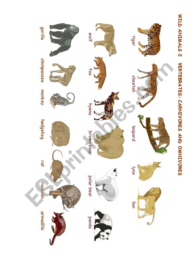 wild animals worksheet