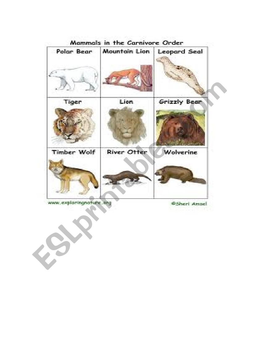 Mammals in the carnivore order