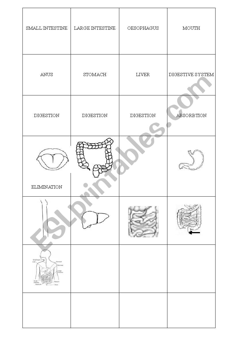 digestion and respiration system cards